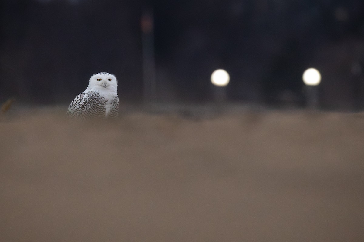 Harfang des neiges - ML645471671