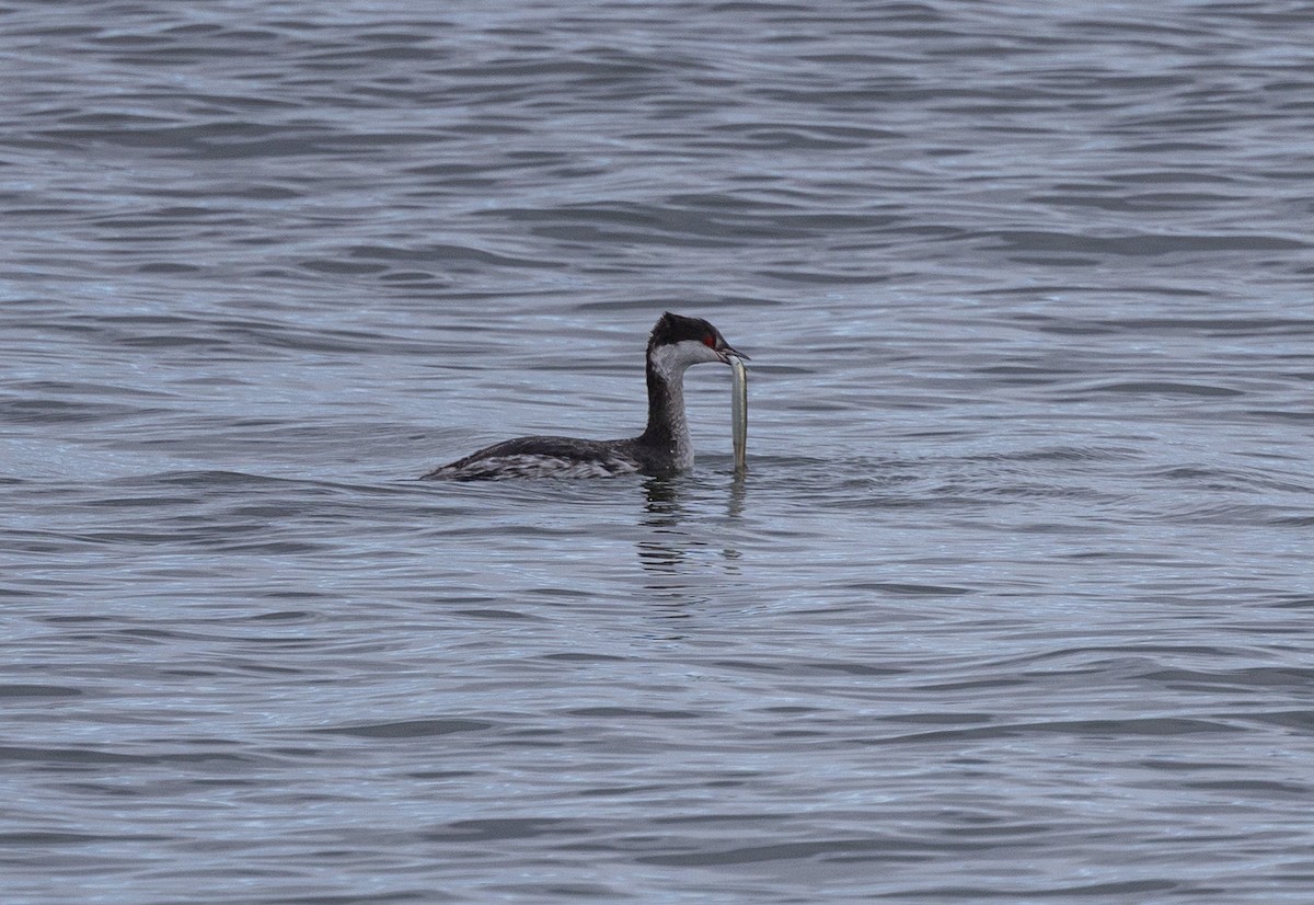 Красношейная поганка - ML645471673