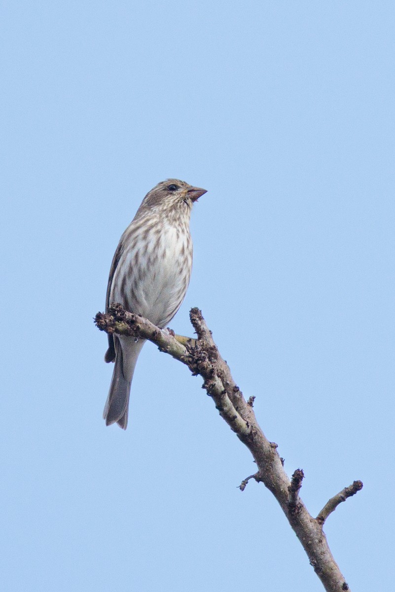 hýl nachový - ML645471676