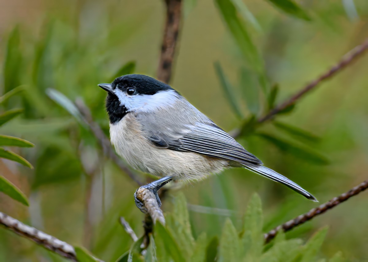 Каролинская гаичка - ML645471678