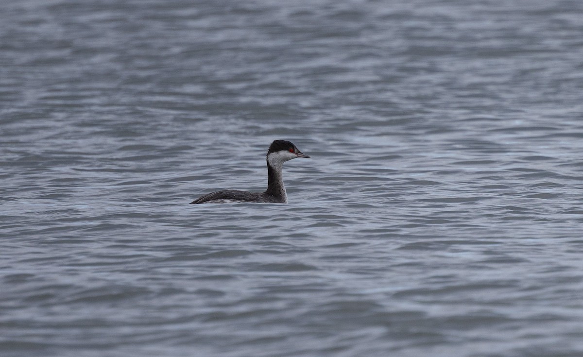 Красношейная поганка - ML645471684