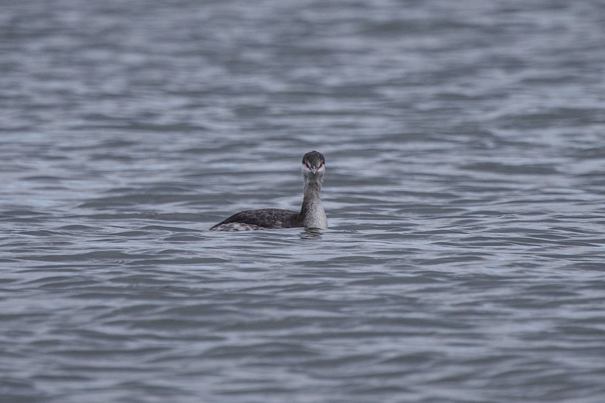 Красношейная поганка - ML645471690