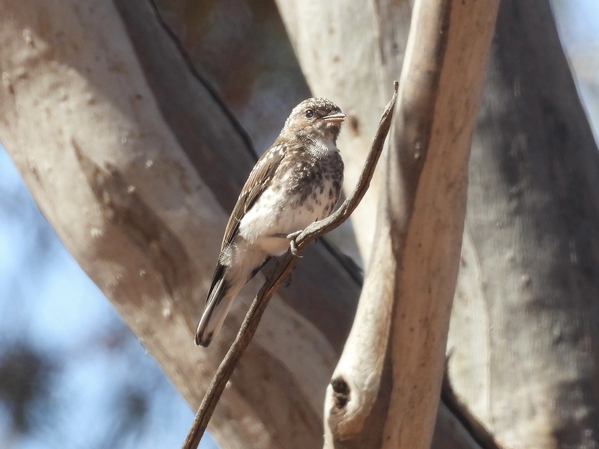 オジロオリーブヒタキ - ML645471696