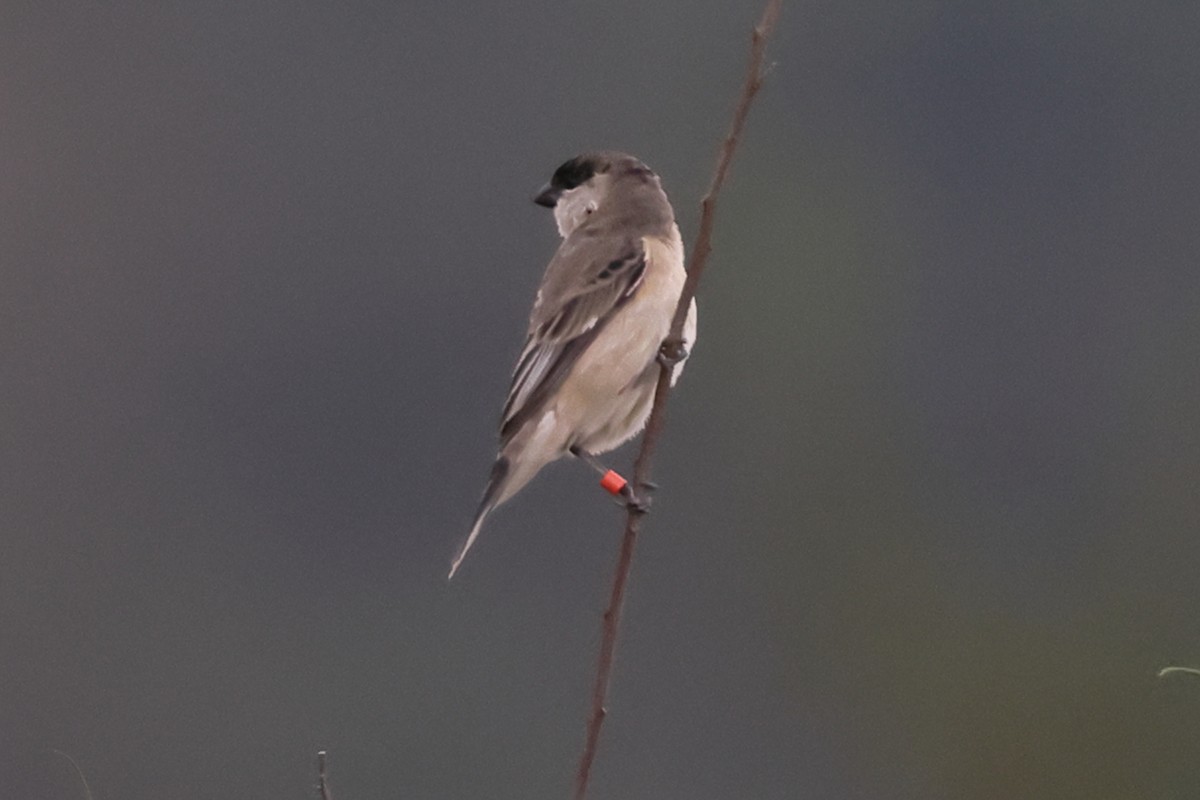 Pearly-bellied Seedeater - ML645471711