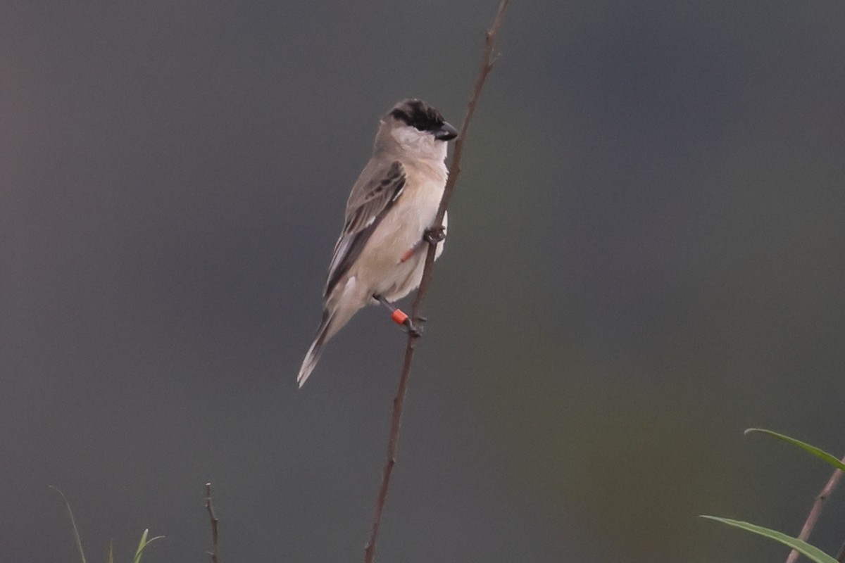 Pearly-bellied Seedeater - ML645471712