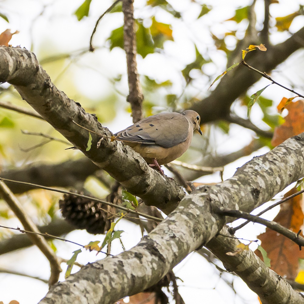Mourning Dove - ML645471715