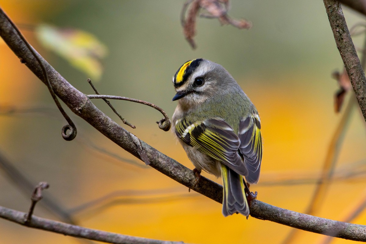 Golden-crowned Kinglet - ML645471717