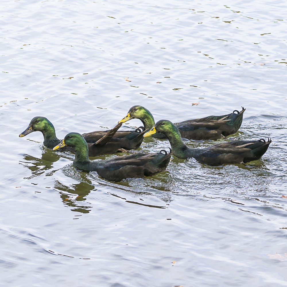 Mallard (Domestic type) - ML645471721