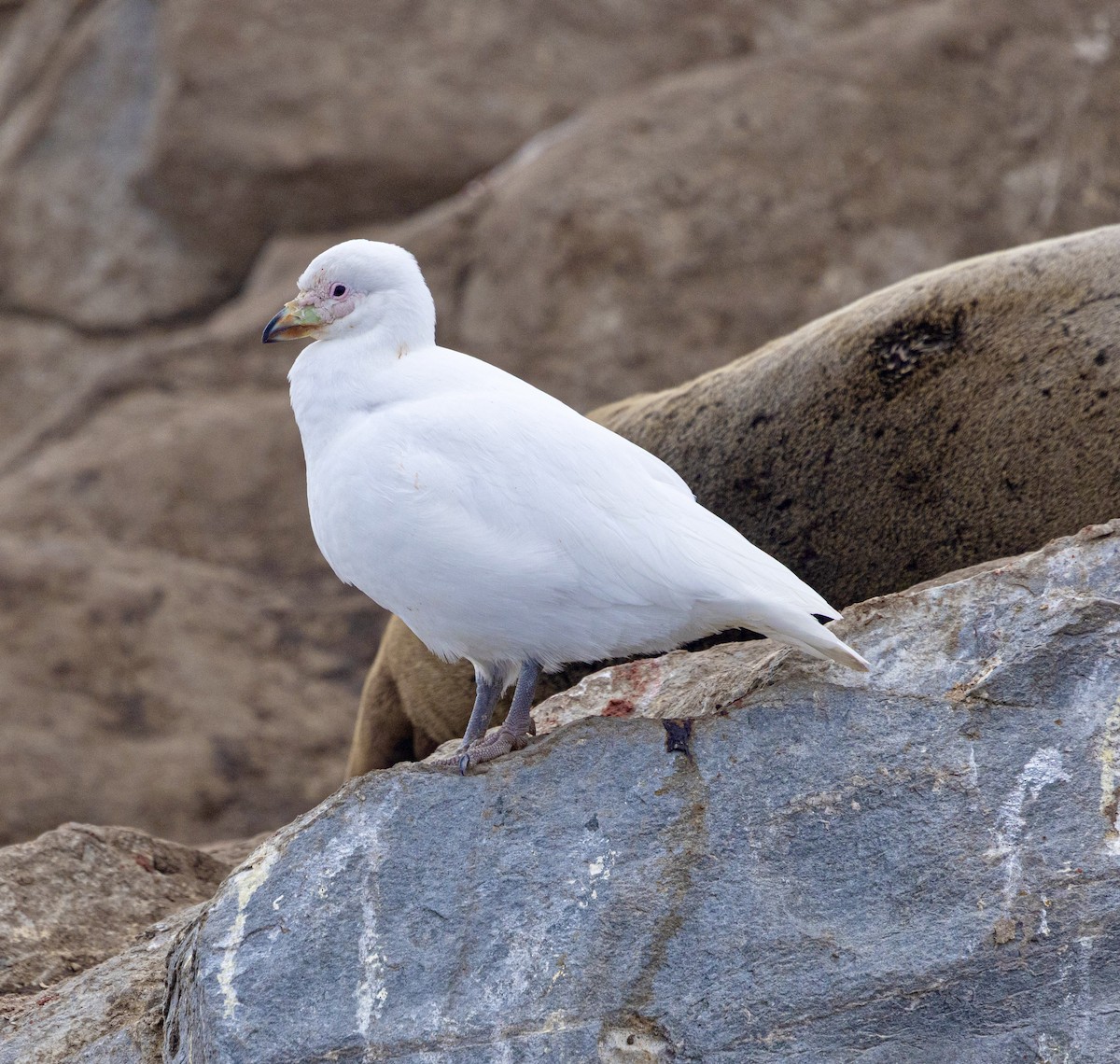 Snowy Sheathbill - ML645471723