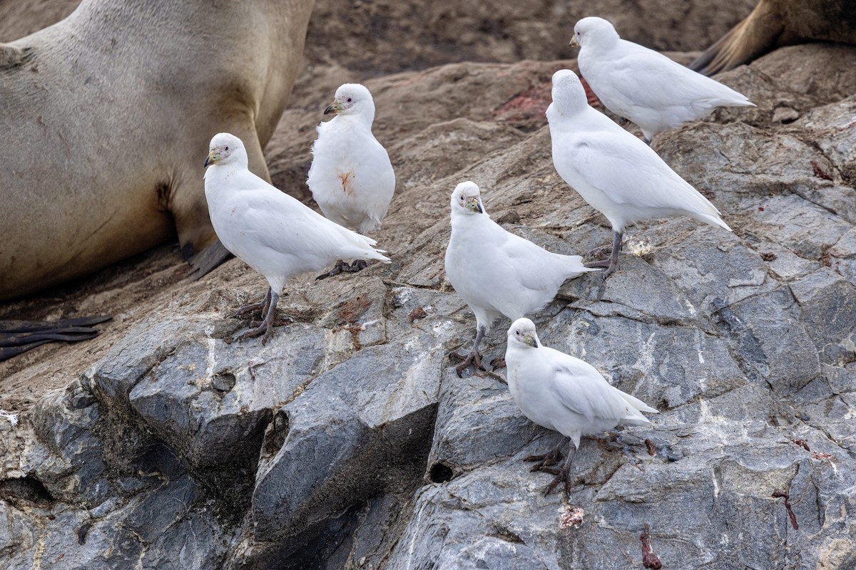 Snowy Sheathbill - ML645471726