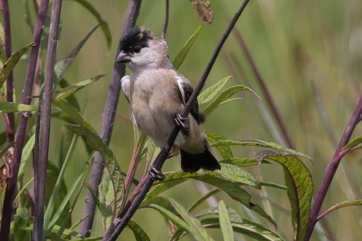 Pearly-bellied Seedeater - ML645471730