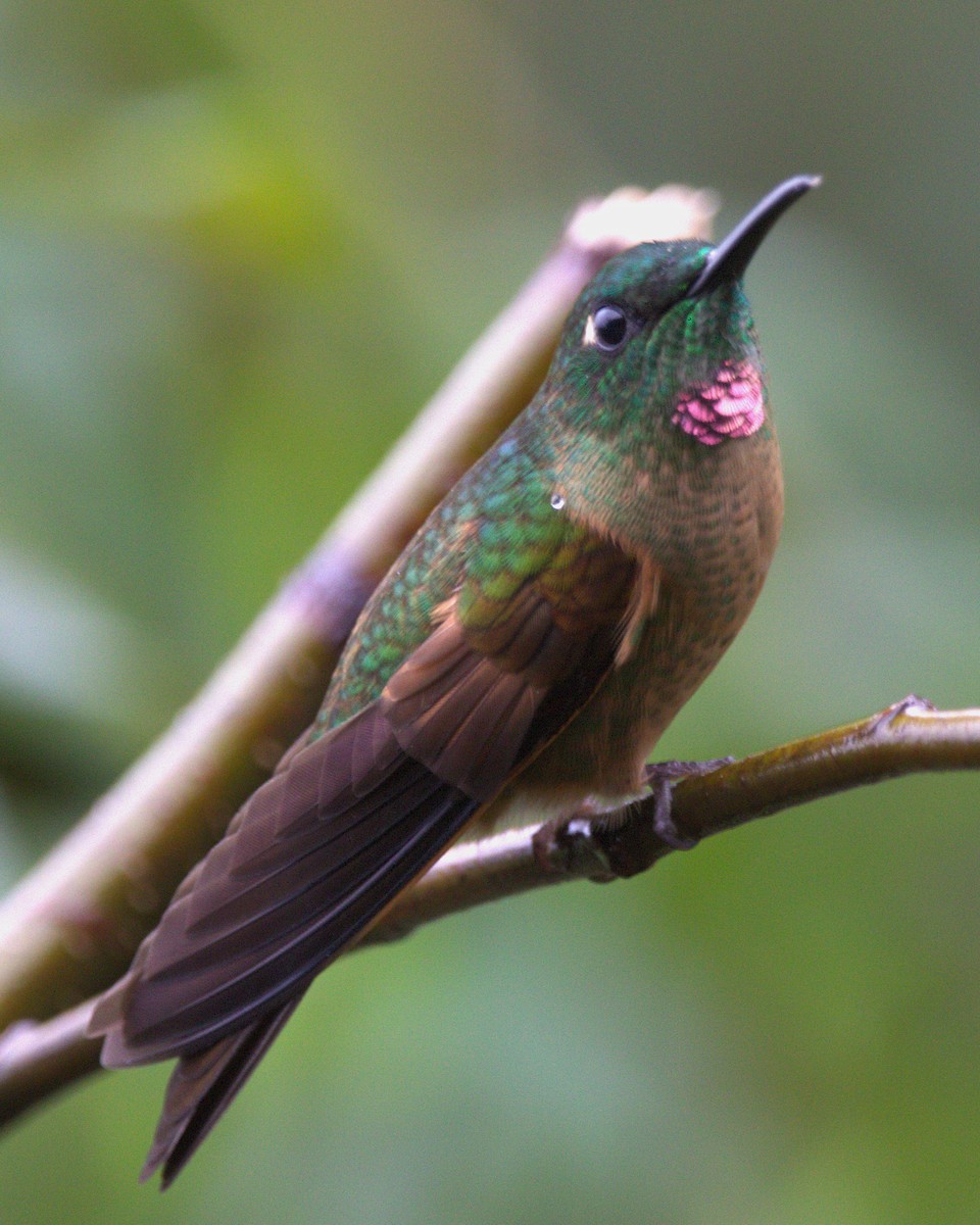 Fawn-breasted Brilliant - ML645471733