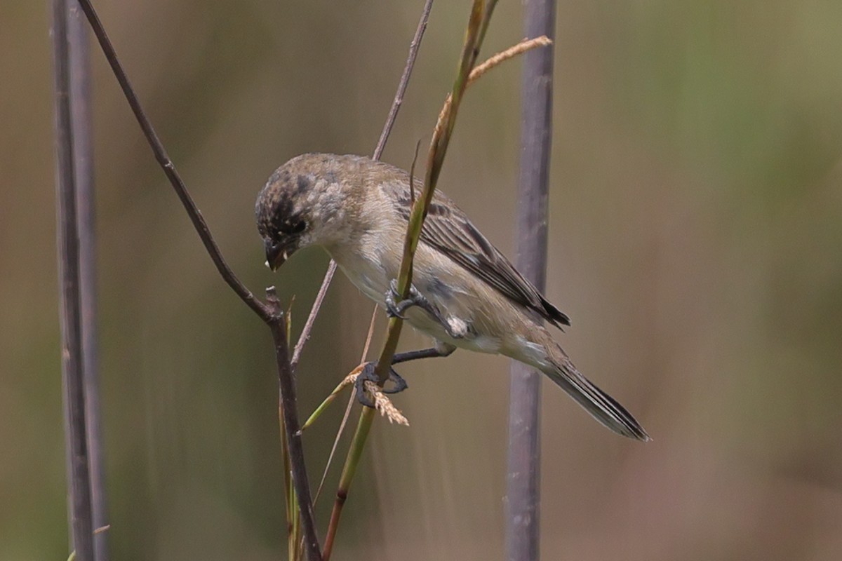 Pearly-bellied Seedeater - ML645471734