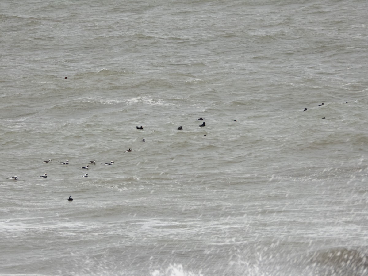 Black Scoter - ML645471738