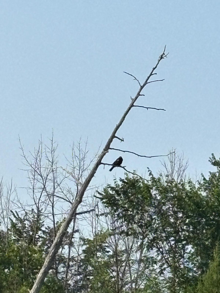 Красноплечий трупиал - ML645471752