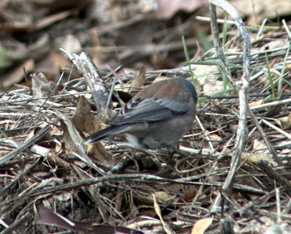Dark-eyed Junco (Pink-sided x Gray-headed) - ML645471755