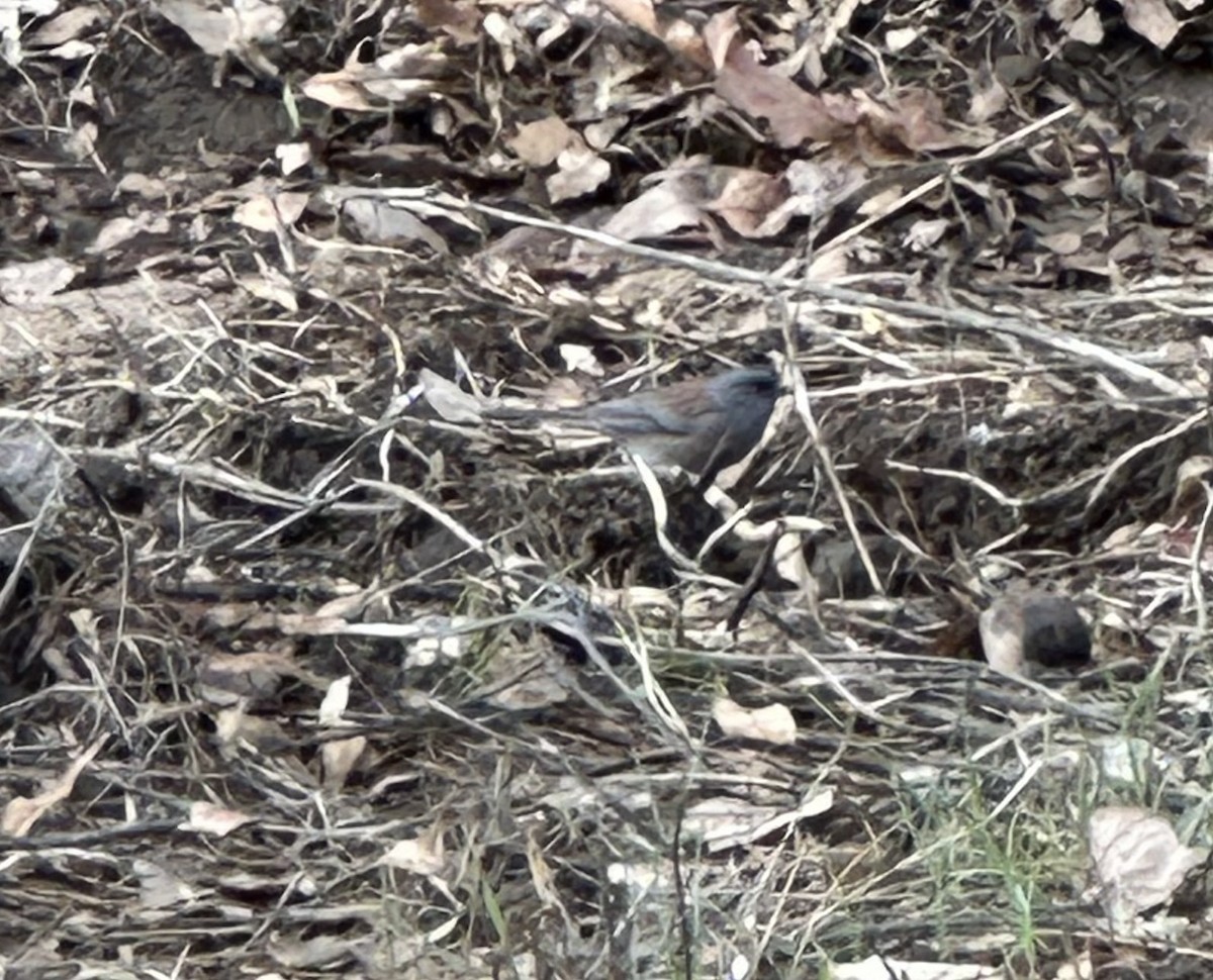 Dark-eyed Junco (Pink-sided x Gray-headed) - ML645471756