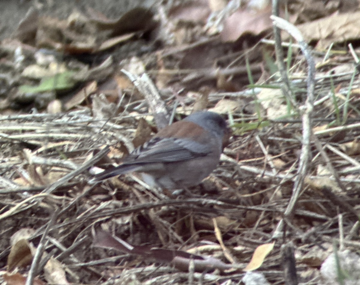 Dark-eyed Junco (Pink-sided x Gray-headed) - ML645471757