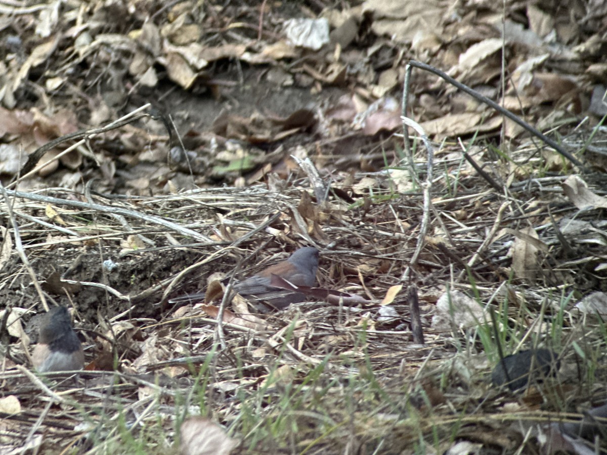 Dark-eyed Junco (Pink-sided x Gray-headed) - ML645471758