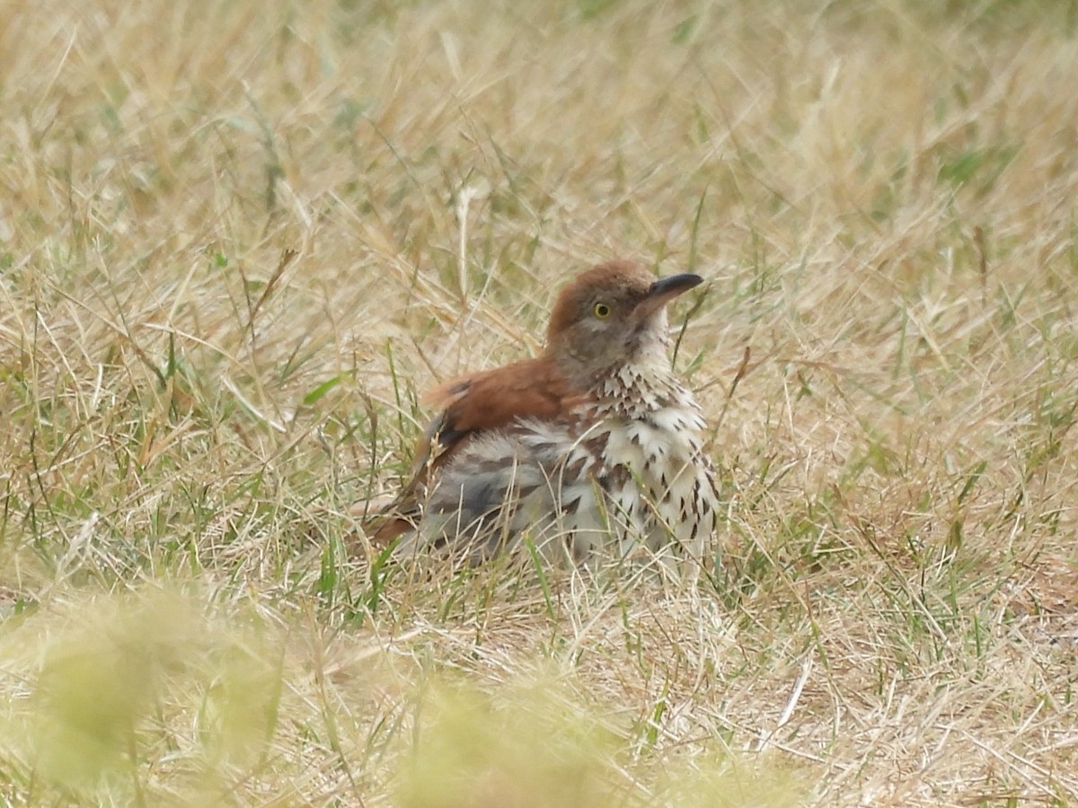 Brown Thrasher - ML645471759