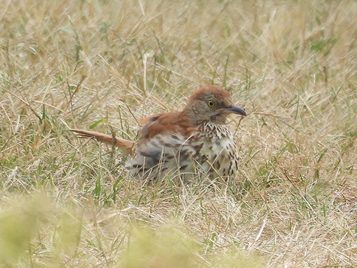 Brown Thrasher - ML645471760