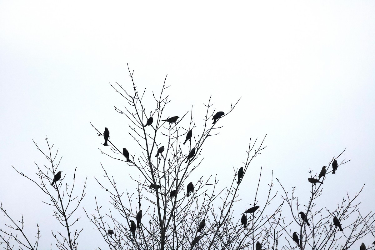 blackbird sp. - ML645471771