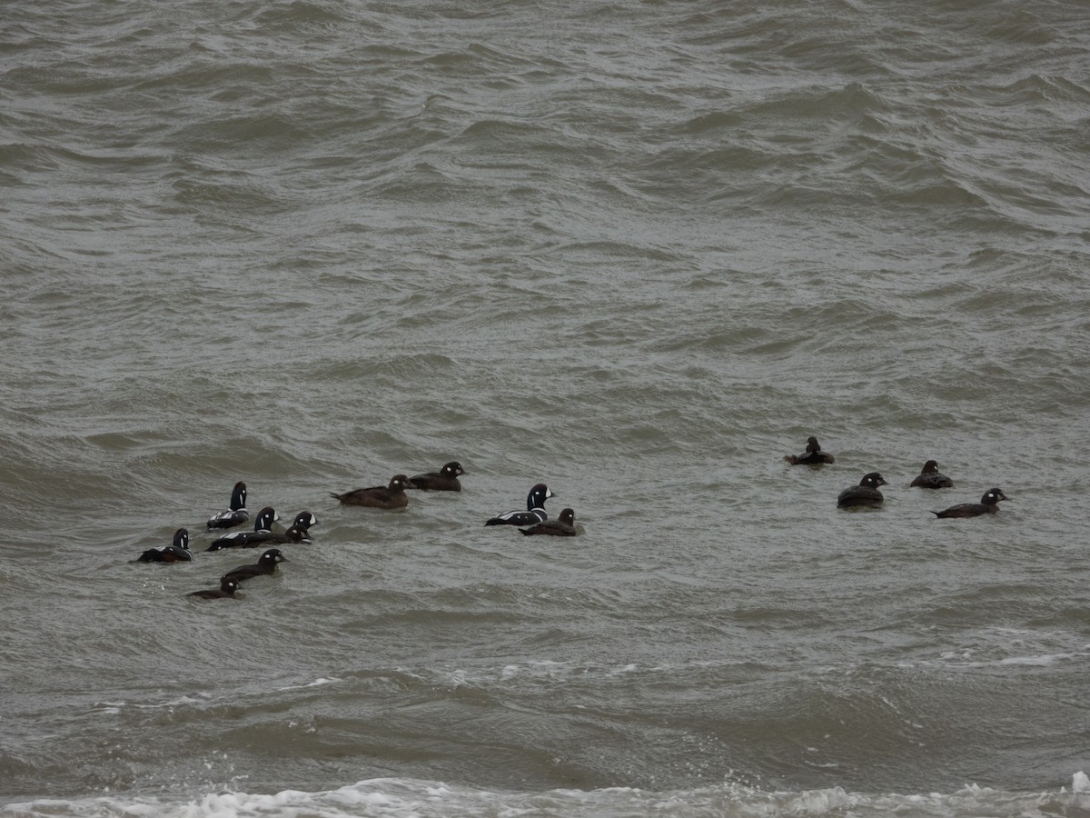 Хотгуужин чөрх - ML645471772