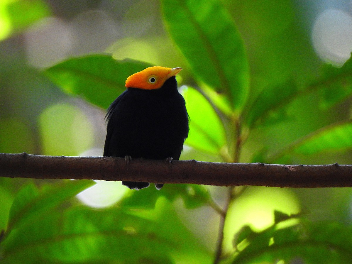 Golden-headed Manakin - ML645471776