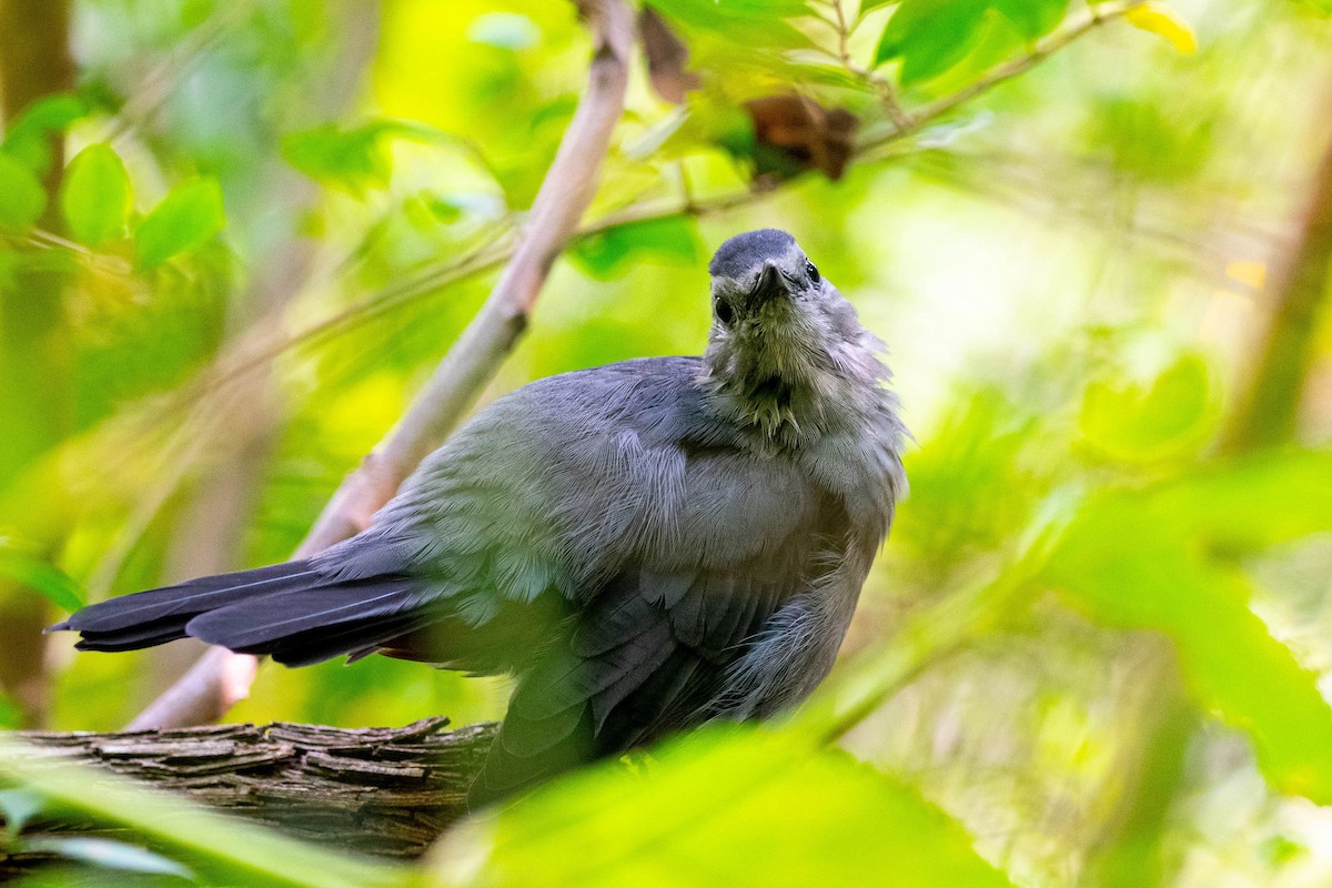 Gray Catbird - ML645471790