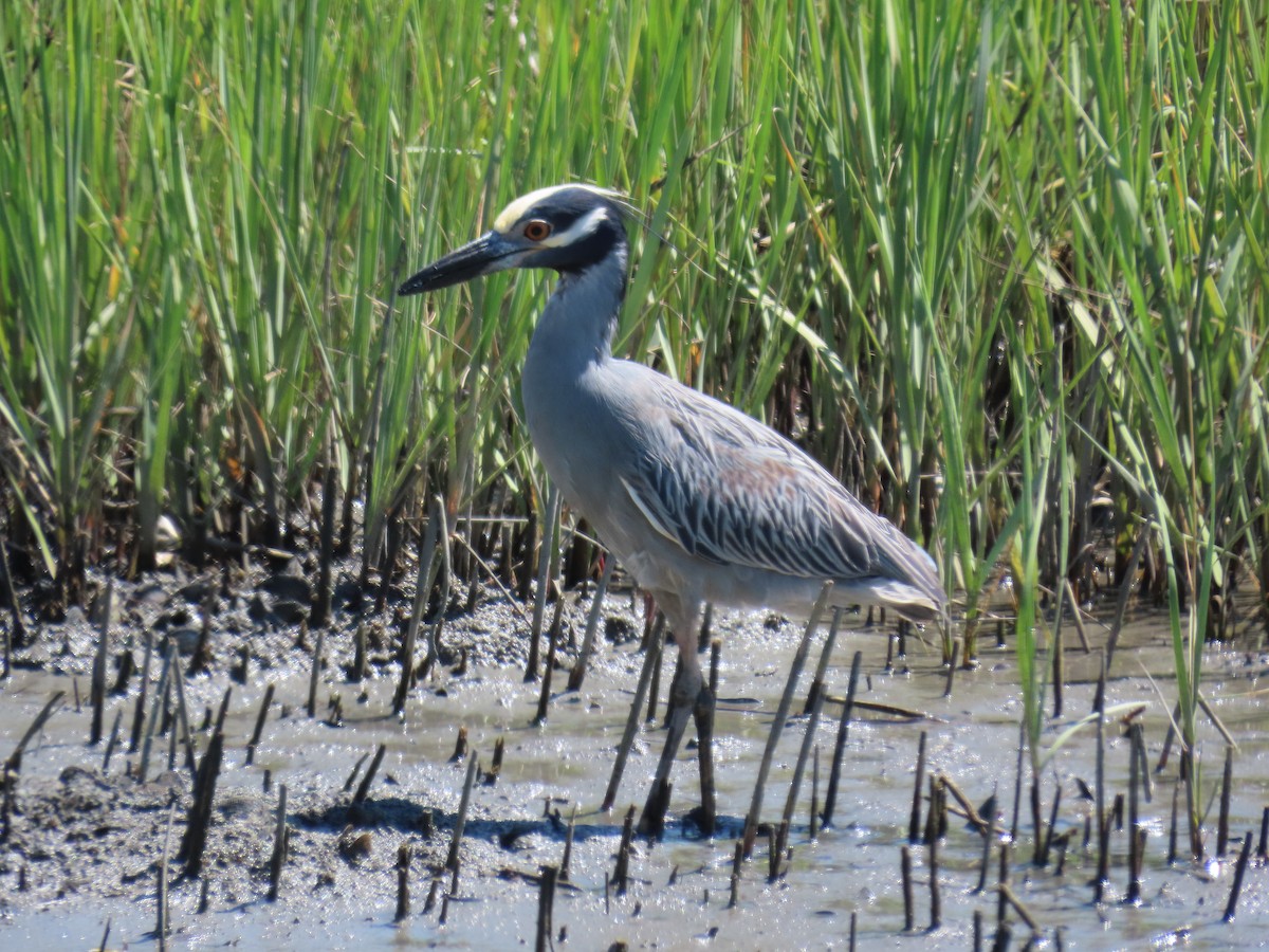 Yellow-crowned Night Heron - ML645471794