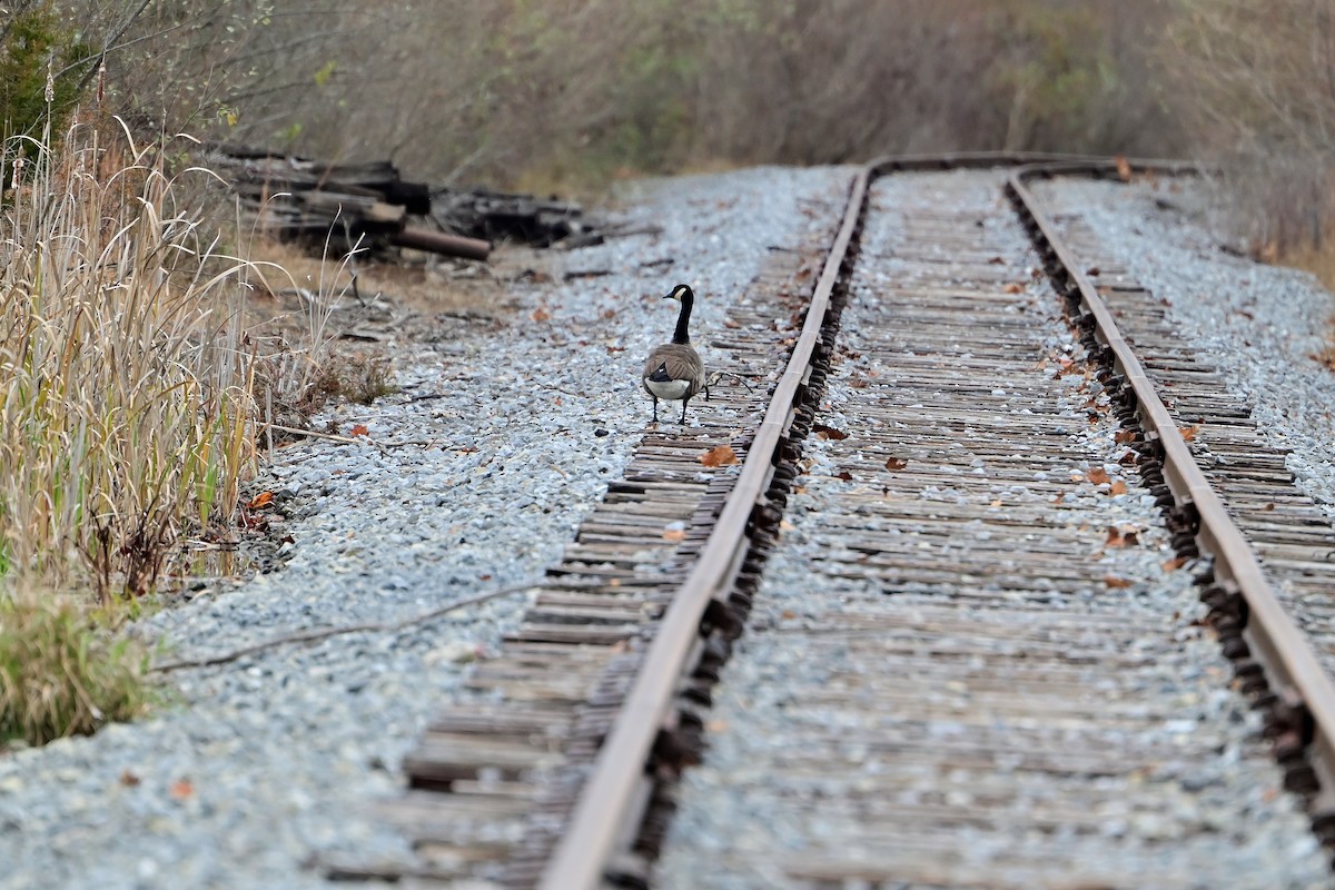 Oca canadese maggiore - ML645471795