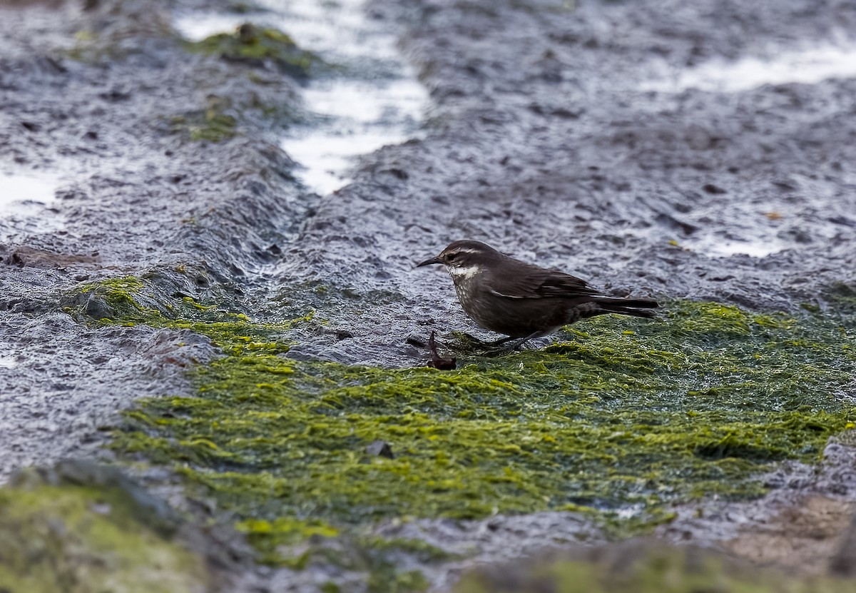 Buff-winged Cinclodes - ML645471801