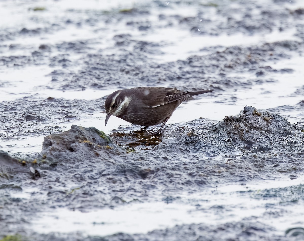 Buff-winged Cinclodes - ML645471802