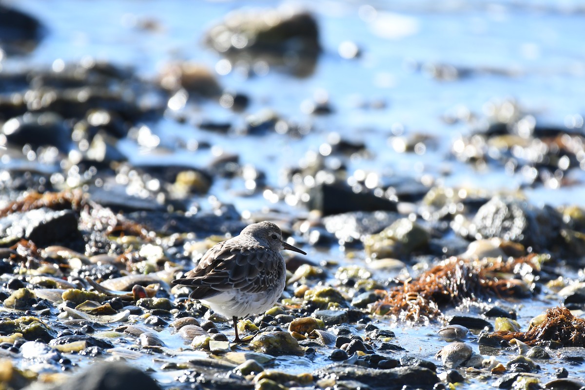 jespák tundrový - ML645471820