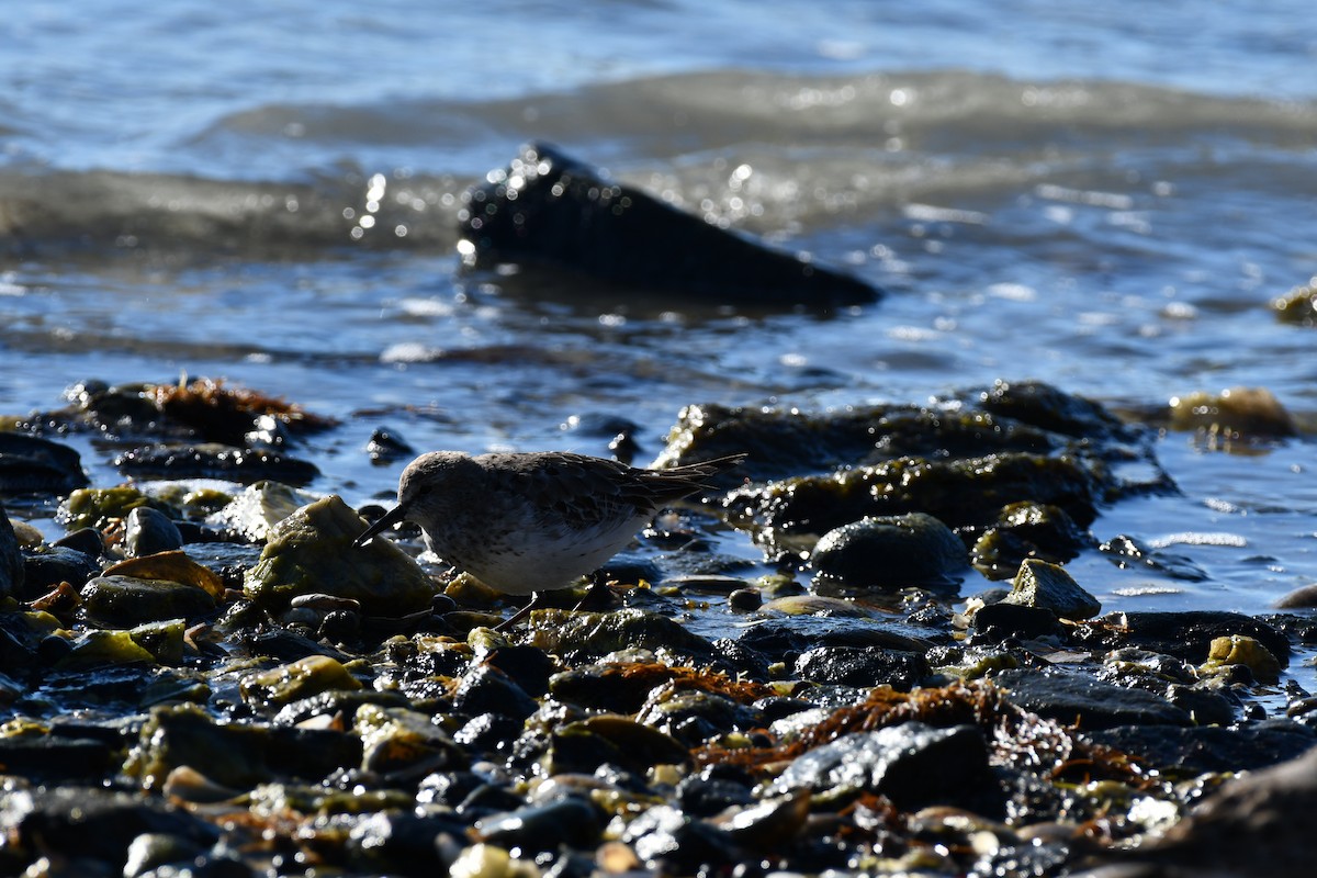 jespák tundrový - ML645471822