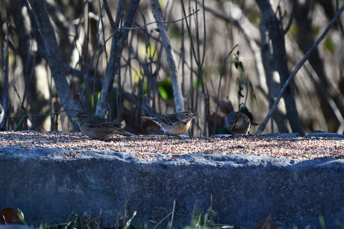 Dickcissel - ML645471825