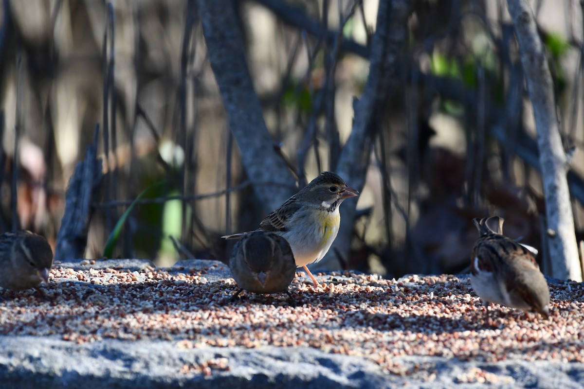 Dickcissel - ML645471829