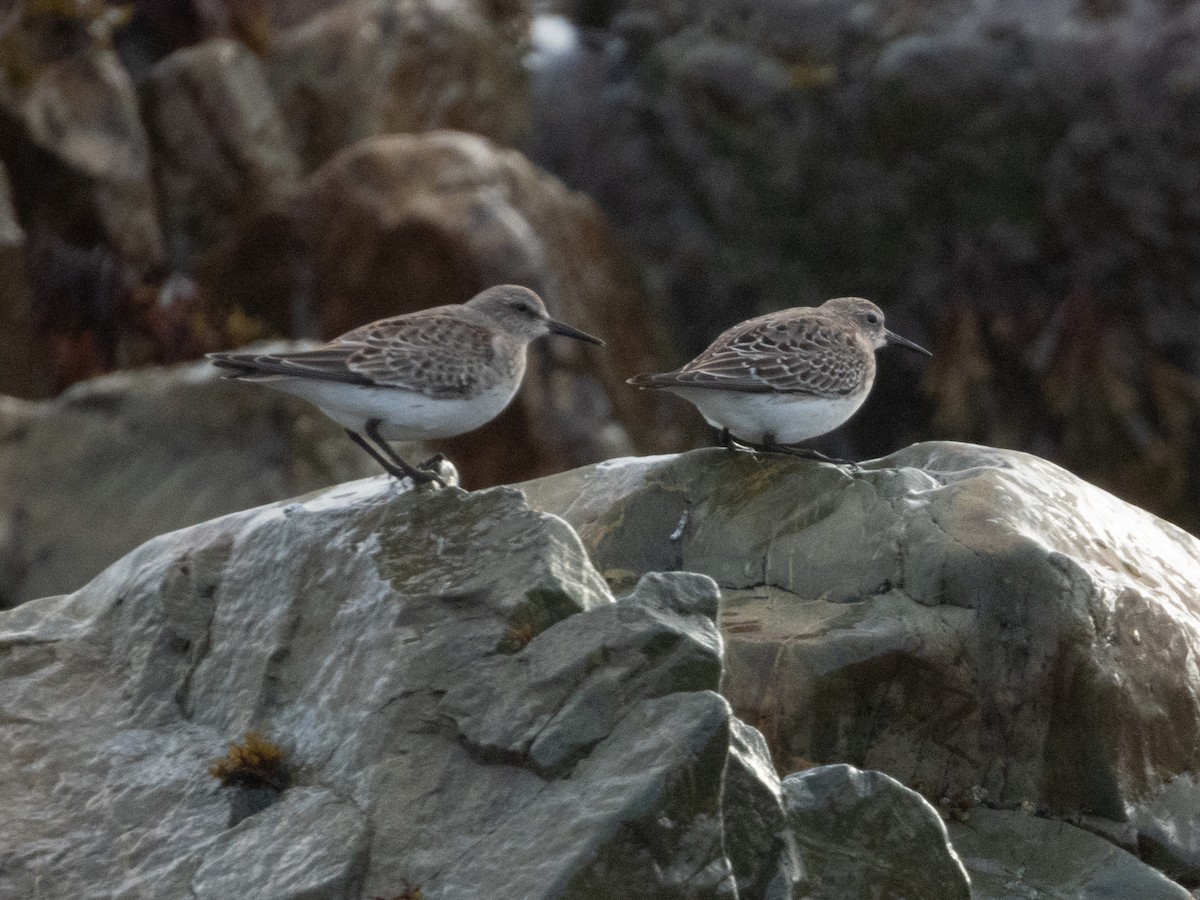 jespák tundrový - ML645471830