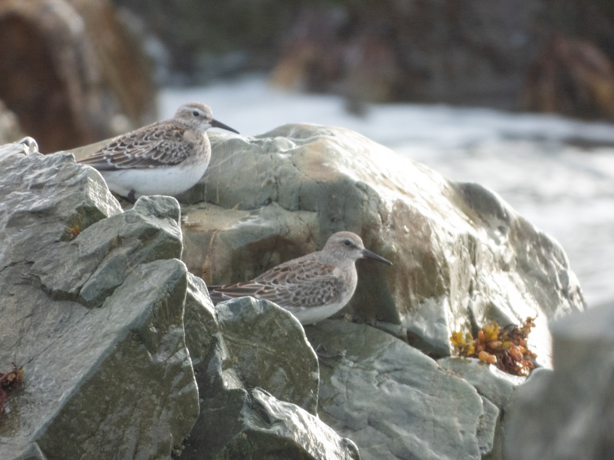 jespák tundrový - ML645471831