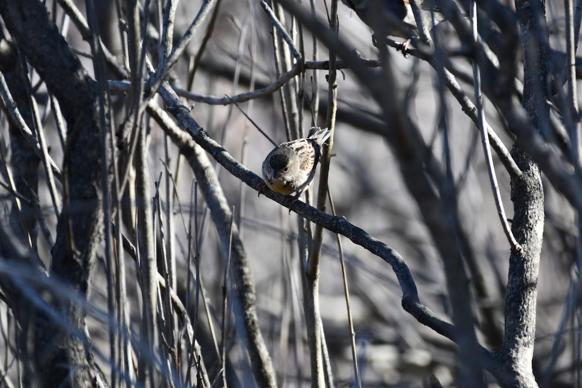 Dickcissel - ML645471832