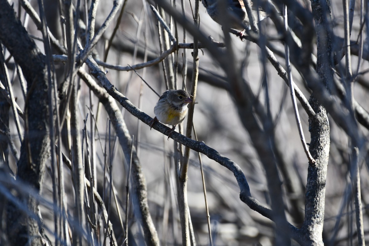 Dickcissel - ML645471834