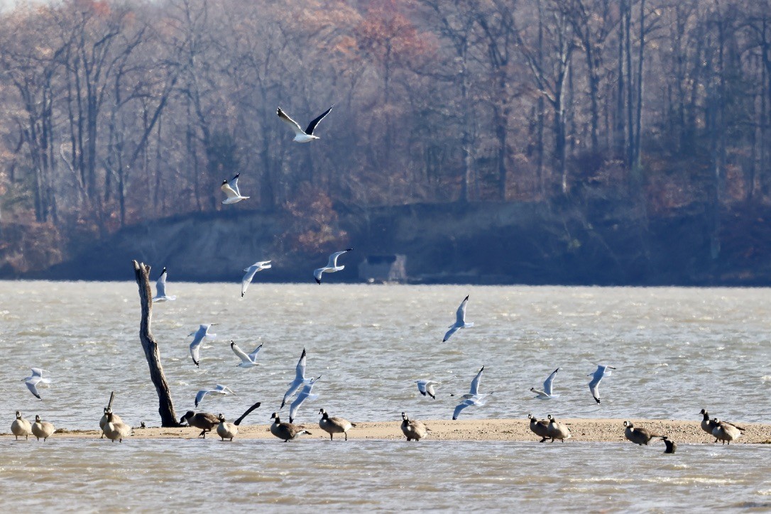 Büyük Kara Sırtlı Martı - ML645471837