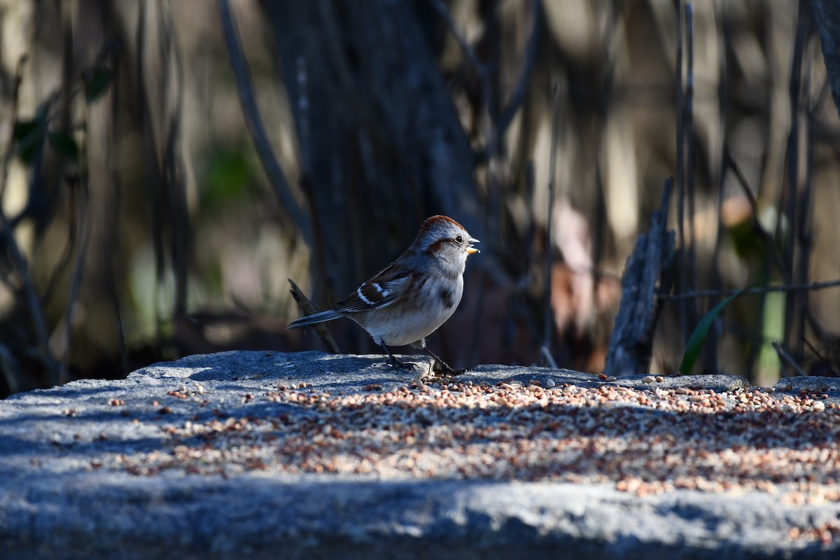 strnádka pokřovní - ML645471844
