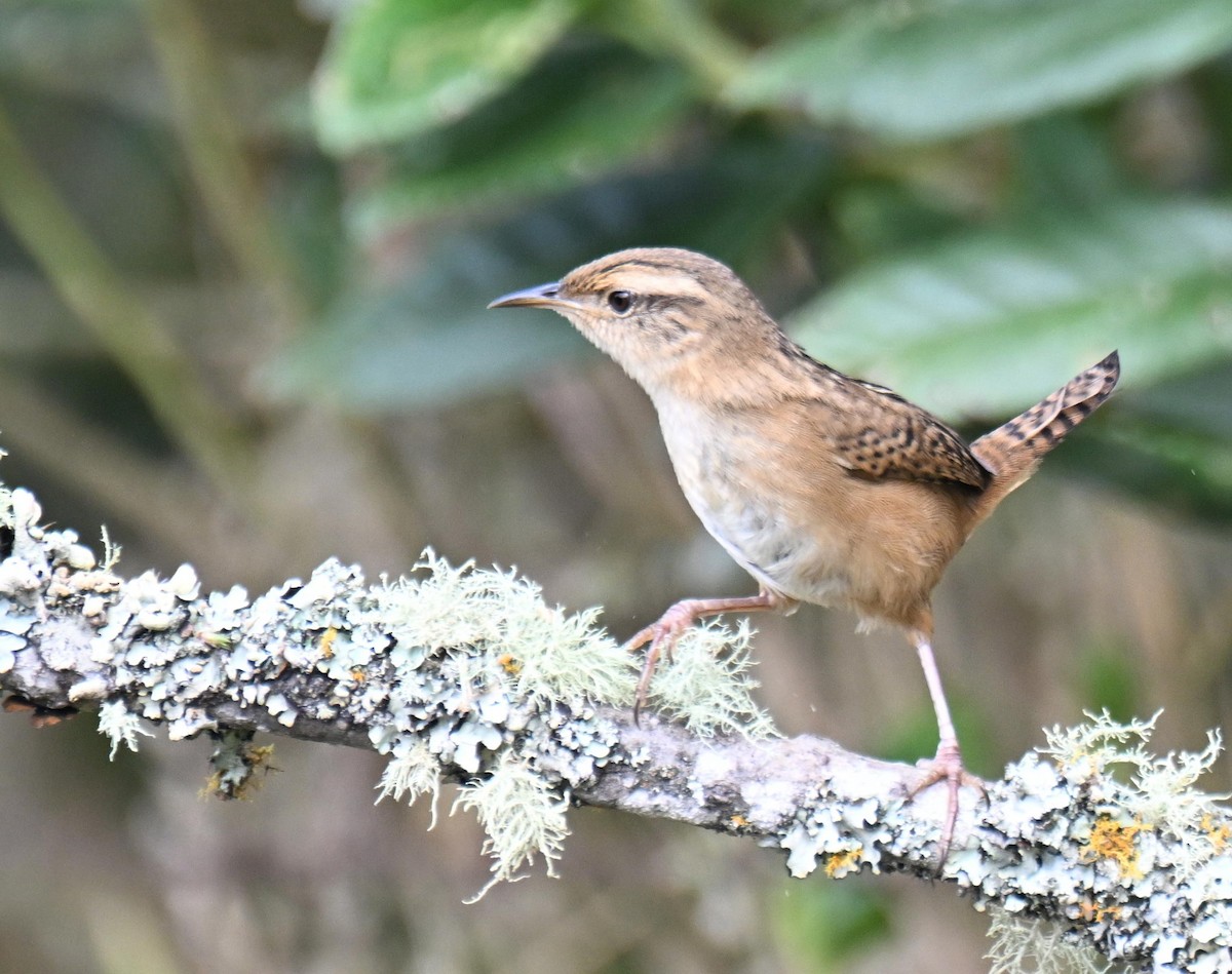 Grass Wren - ML645471846