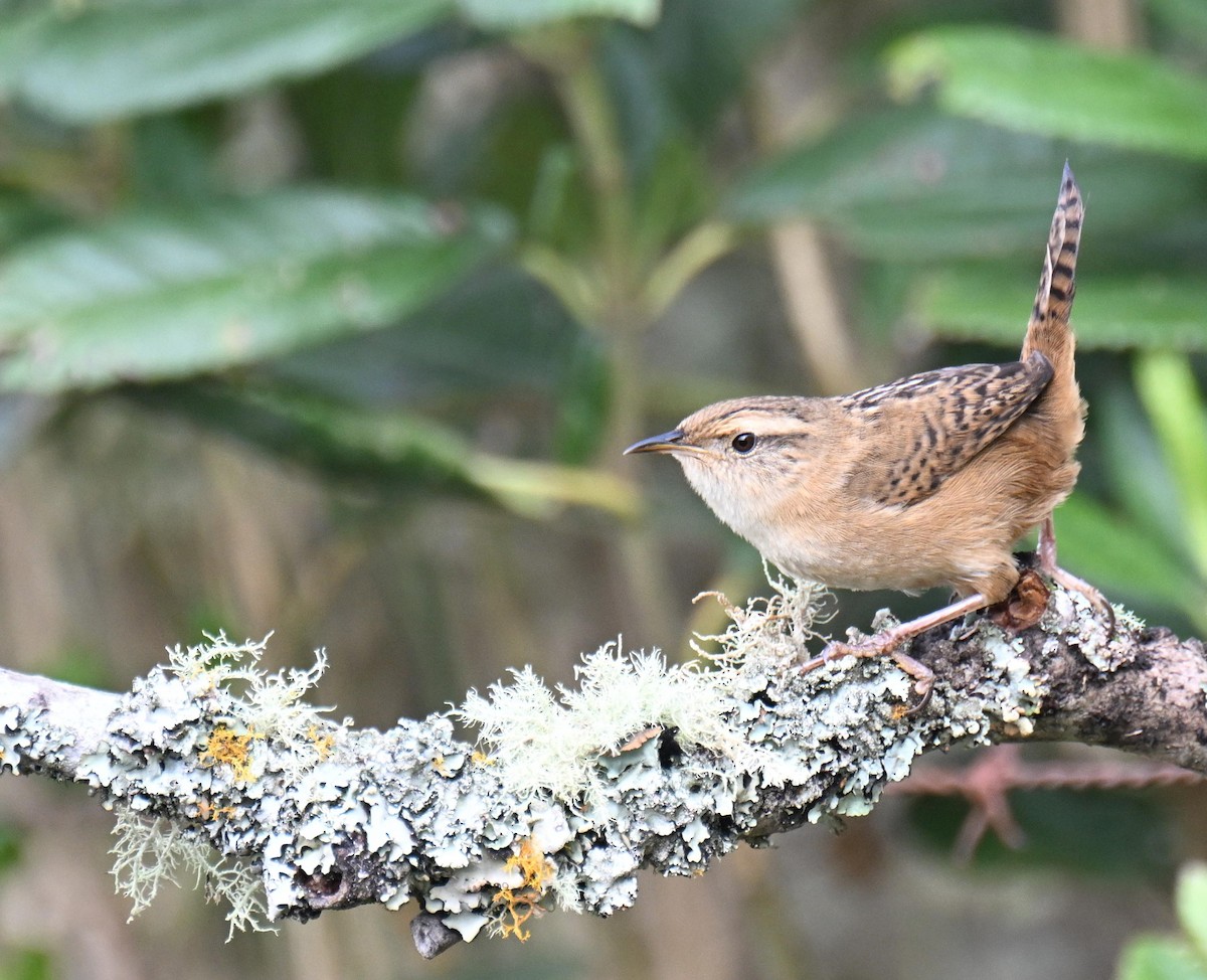 Grass Wren - ML645471847