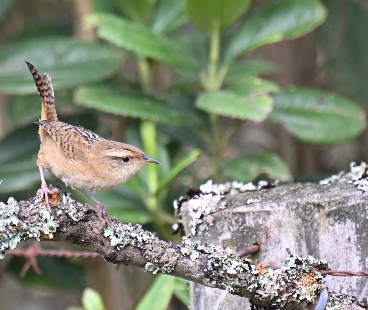Grass Wren - ML645471848