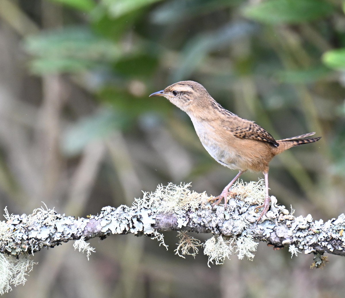 Grass Wren - ML645471849