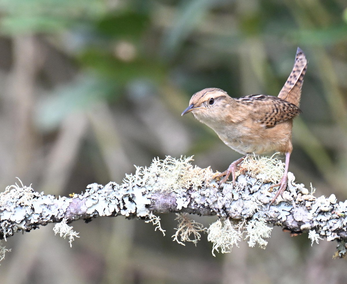 Grass Wren - ML645471850