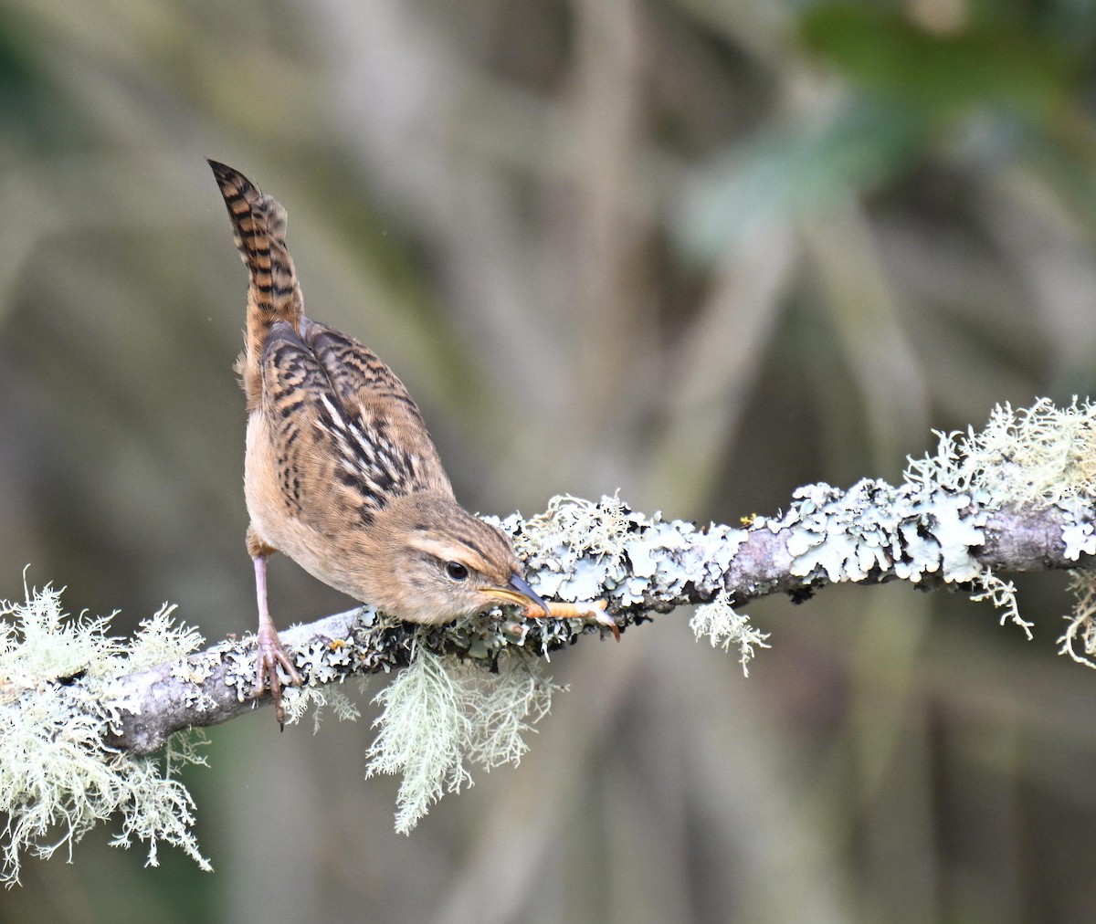 Grass Wren - ML645471851