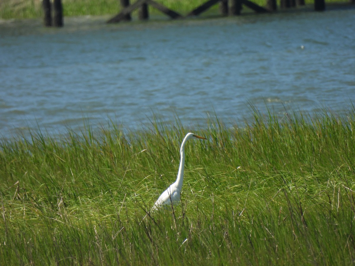 Great Egret - ML645471852